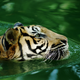 The Malayan tiger (Panthera tigris jacksoni)
